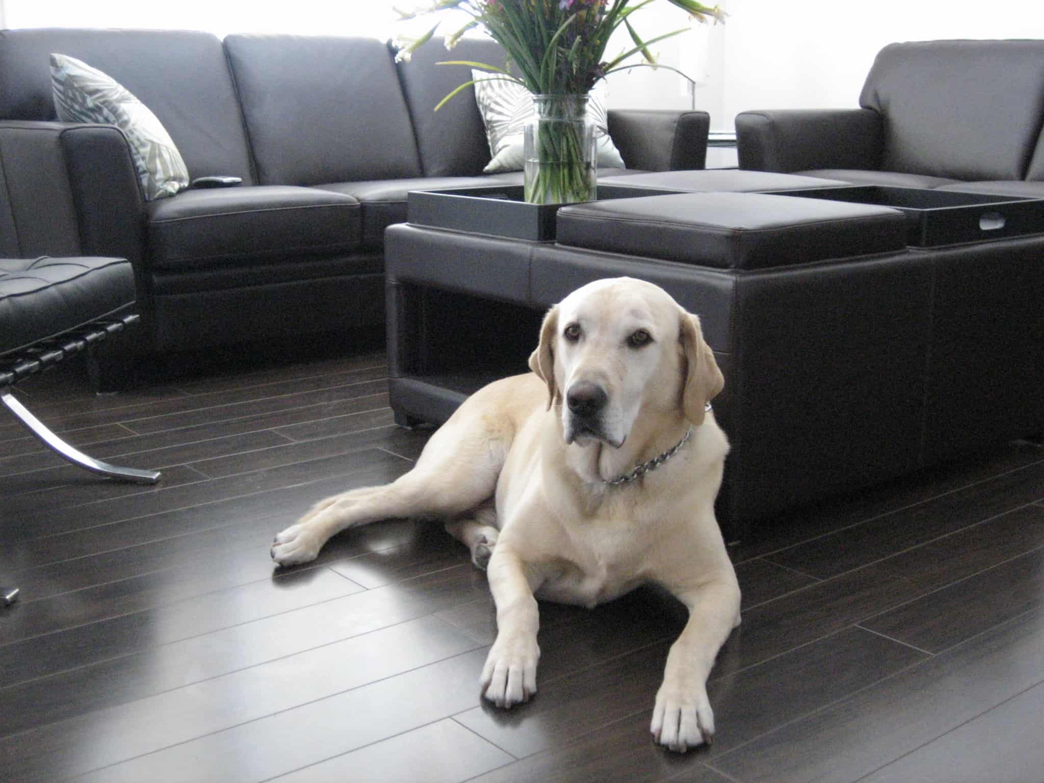 Is Laminate Flooring Suitable For Dogs, Laminate Flooring Suitable For Dogs